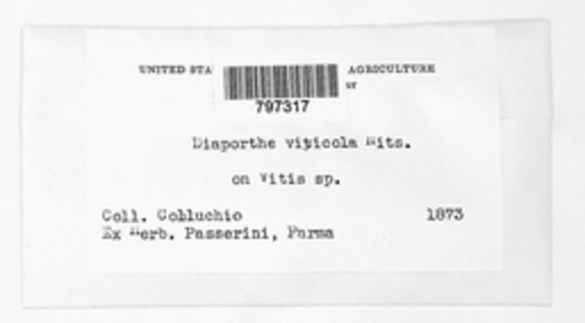 Diaporthe viticola image